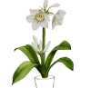 Eucharis