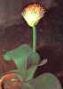 Haemanthus