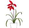 Sprekelia