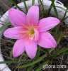 Zephyranthes