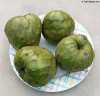Annona cherimola