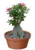 Adenium