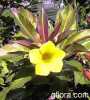 Allamanda