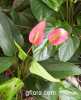 Anthurium