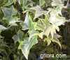 Hedera