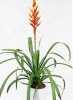 Guzmania