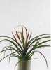 Tillandsia