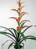 Guzmania