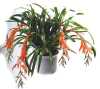 Billbergia