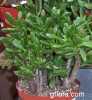 Crassula