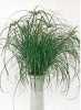 Cyperus