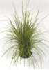 Carex