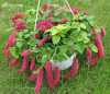 Acalypha