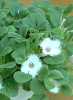 Episcia