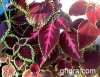 Coleus