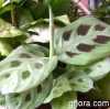 Maranta