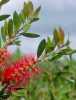 Callistemon