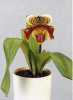 Paphiopedilum