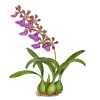 Epidendrum