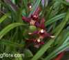 Maxillaria