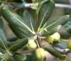 Pittosporum