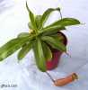 Nepenthes