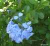 Plumbago