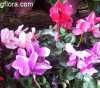 Cyclamen