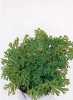 Selaginella