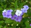 Brunfelsia