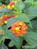 Lantana