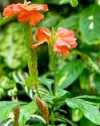 Crossandra infundibuliformis Nees (Crossandra Undulata Salisb.)