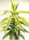 Dracaena fragrans &#039;Lemon lime&#039;