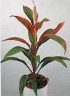 Cordyline terminalis Kunth &quot;Red Edge&quot;