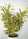 Dracaena reflexa &#039;Song of India&#039;