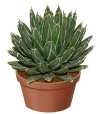 Agave victoriae-reginae T. Moore.