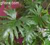 Philodendron bipinnatifidum (selloum)