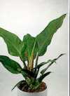 Philodendron &quot;Imperial Green&quot;