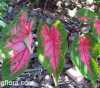 Caladium bicolor (Ait.) Vent.