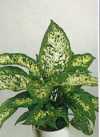 Dieffenbachia compacta