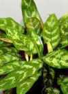 Aglaonema commutatum &quot;Treubi&quot;