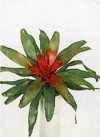 Neoregelia carolinae L. B. Smith.