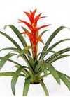 Guzmania &#039;Cherry&#039;