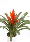 Vriesea x poelmanii
