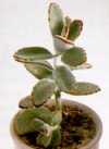 Kalanchoe tomentosa.