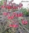 Kalanchoe Magic Tower