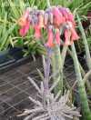 Kalanchoe tubiflora (Bryophyllum tubiflorum, Kalanchoe delagoensis)