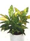 Codiaeum variegatum &#039;Gold Sun&#039;