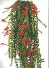 Columnea microphylla Morton.