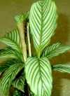 Calathea argyrophilla